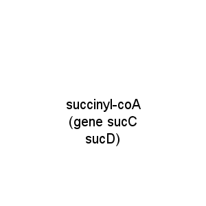 succinyl-coA (gene sucC sucD)
